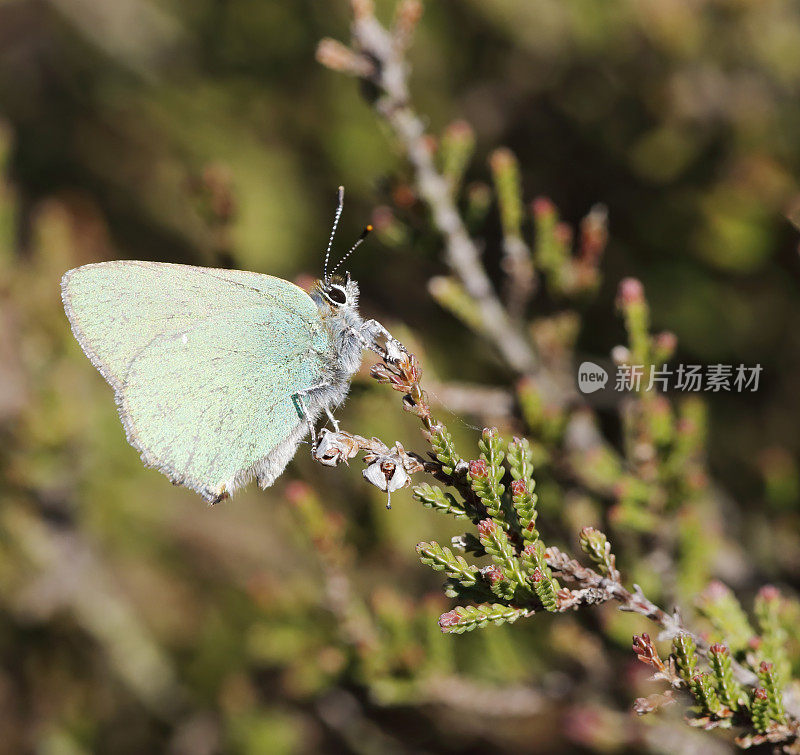 绿纹蝶(Callophrys rubi)